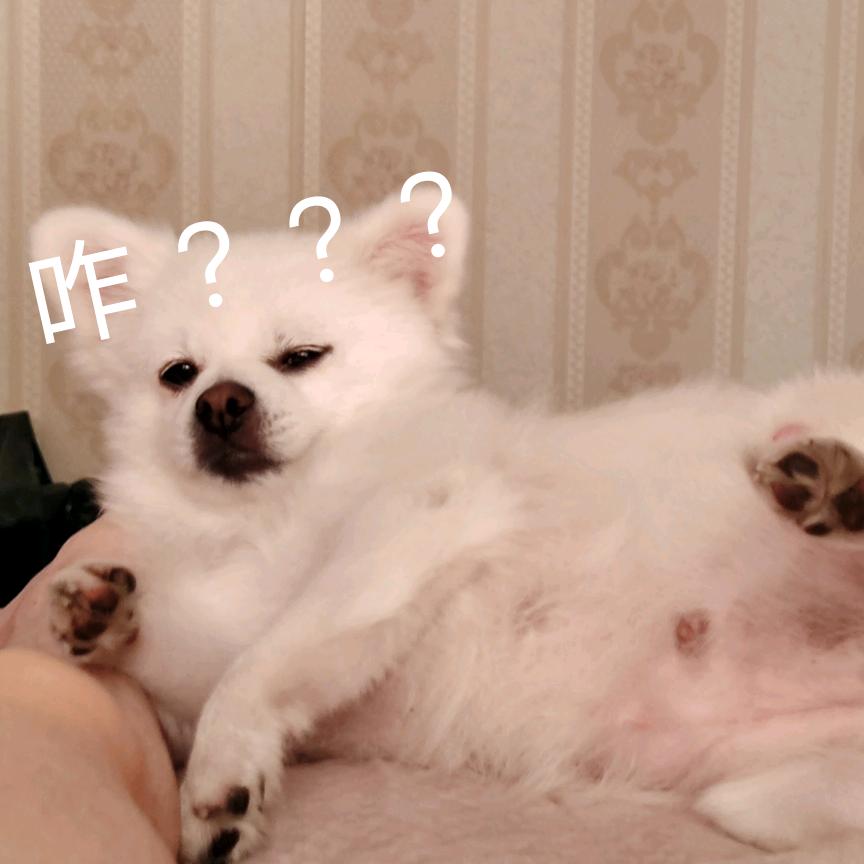 发财的椰子