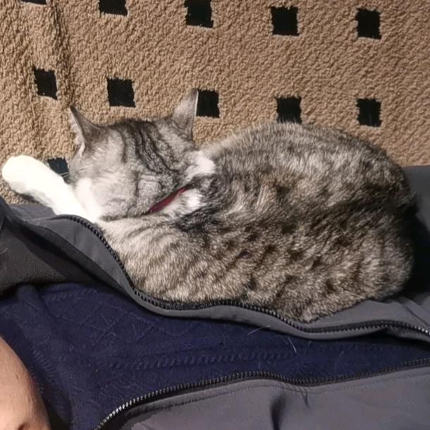 丹林舒云