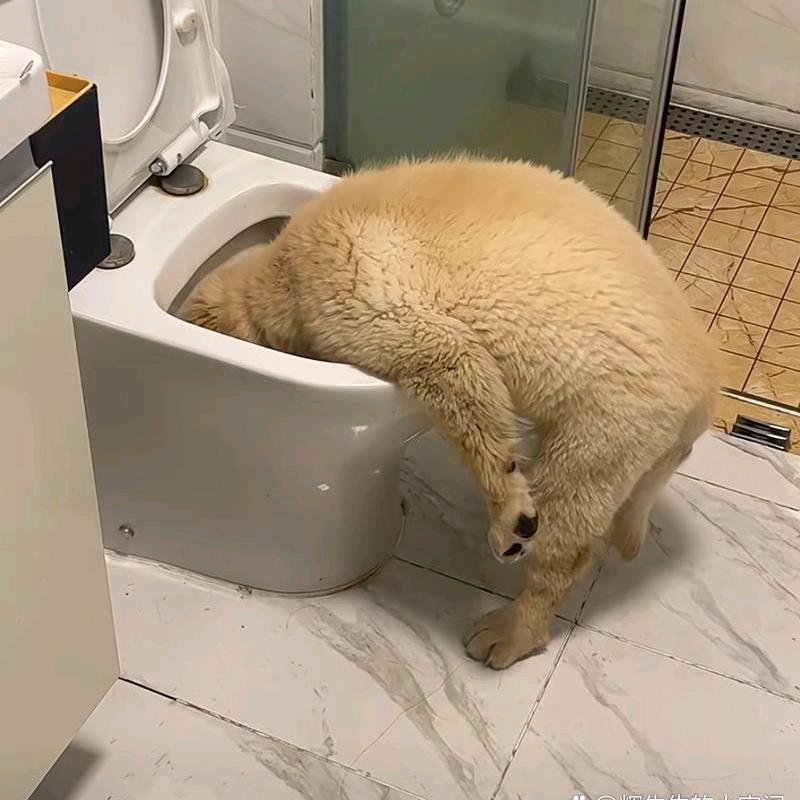 粗人吃不了细粮