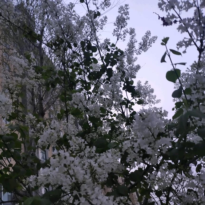 丁香花（拒私聊）