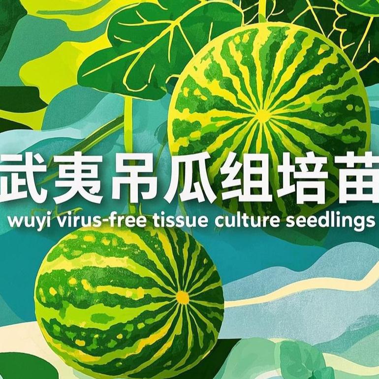 武夷吊瓜组培苗