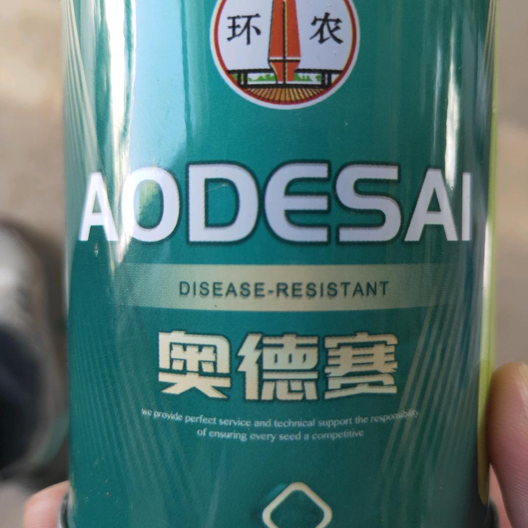款哥