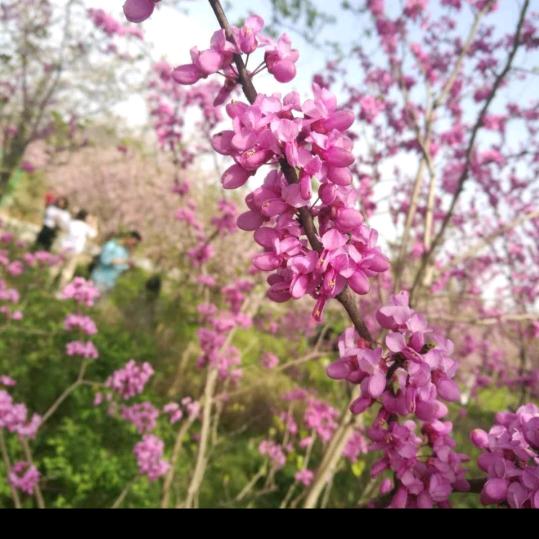 人生🌺💝   如梦