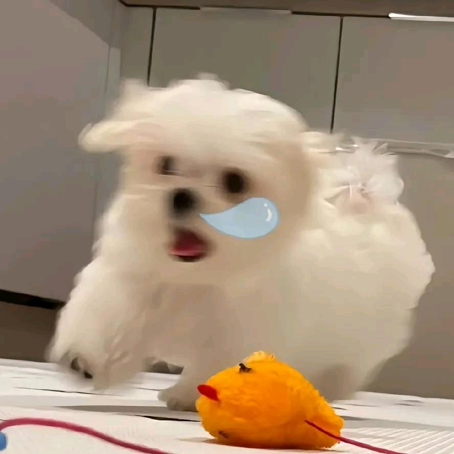 汤圆不圆