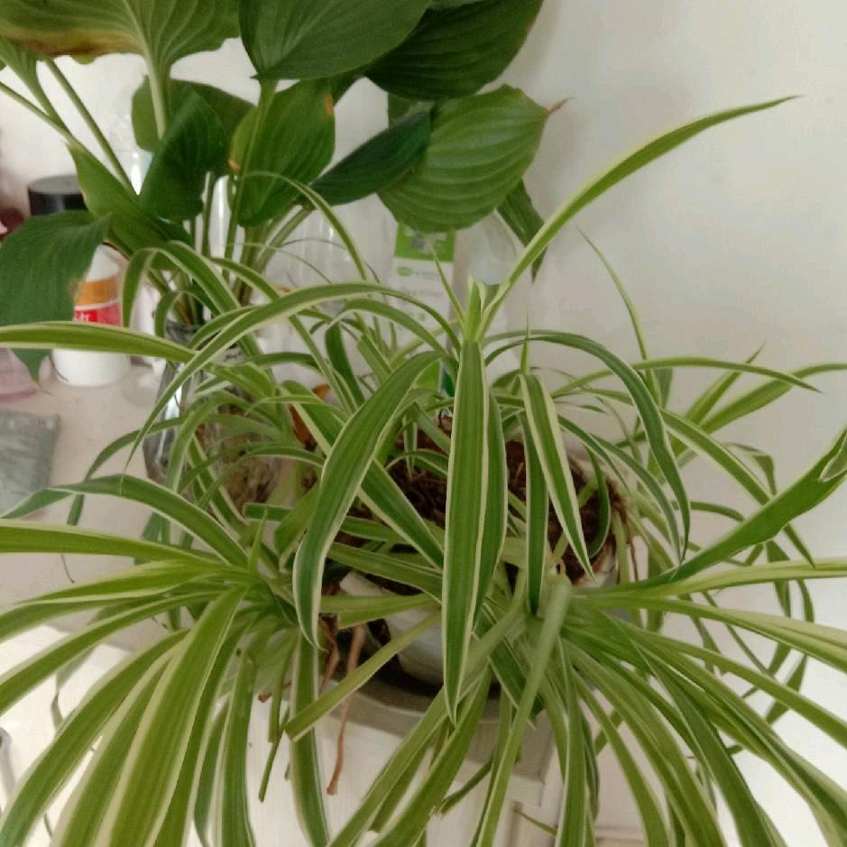 荣华富贵