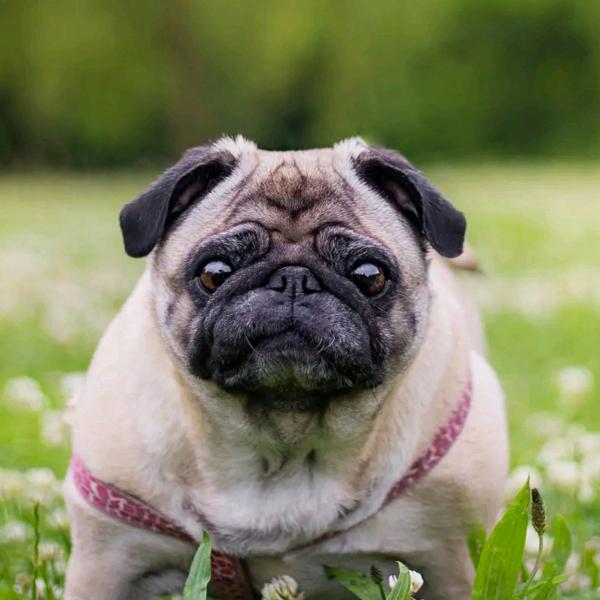 宠物繁殖批发基地(只管努力其他交给天意)