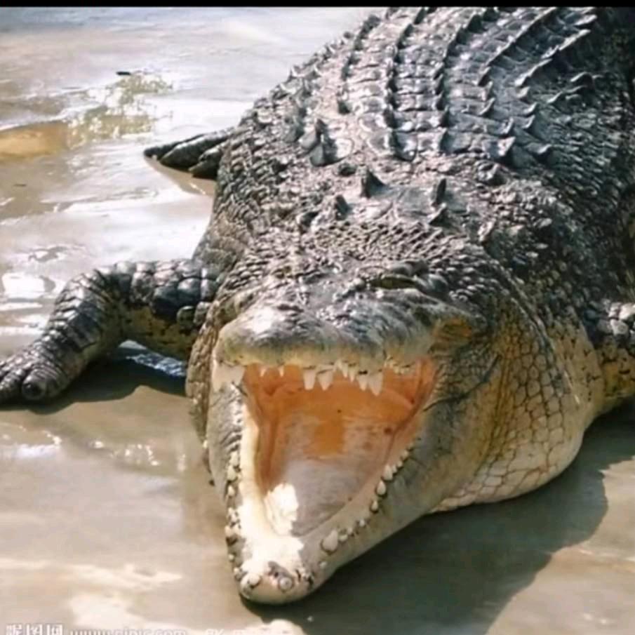 鳄鱼先生🌐（买鳄私信）