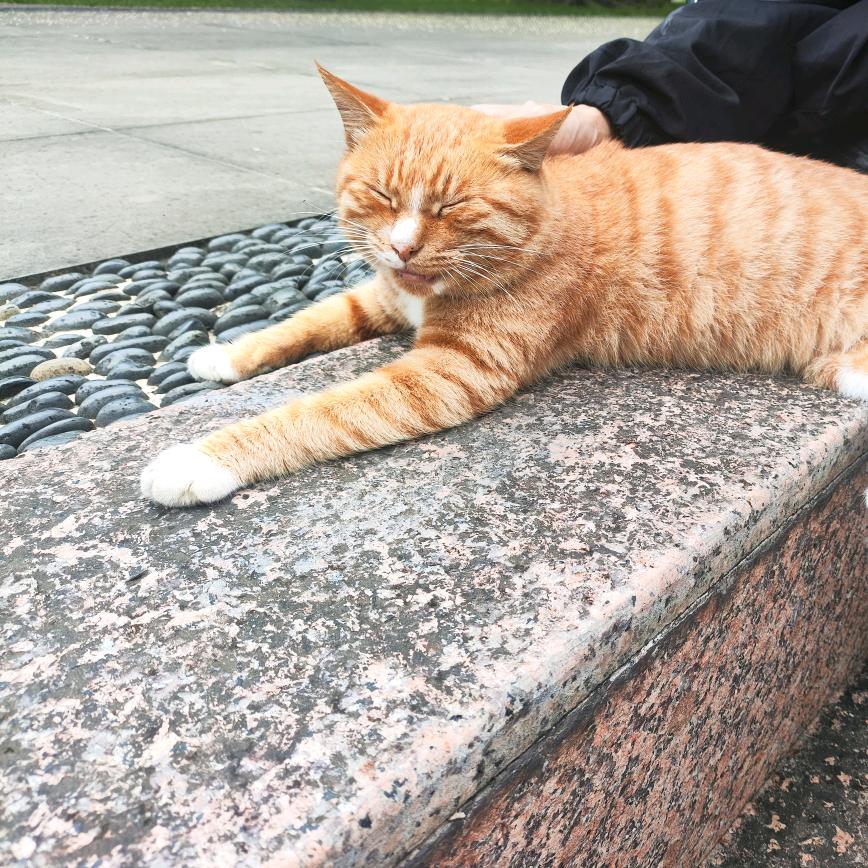 🐴➕⑦超绝🐔🥩线条