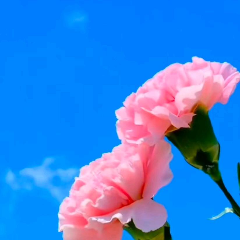 坚持不懈