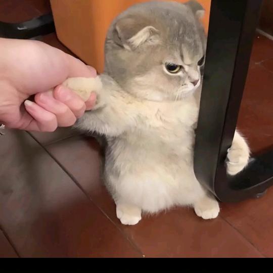 镇关西