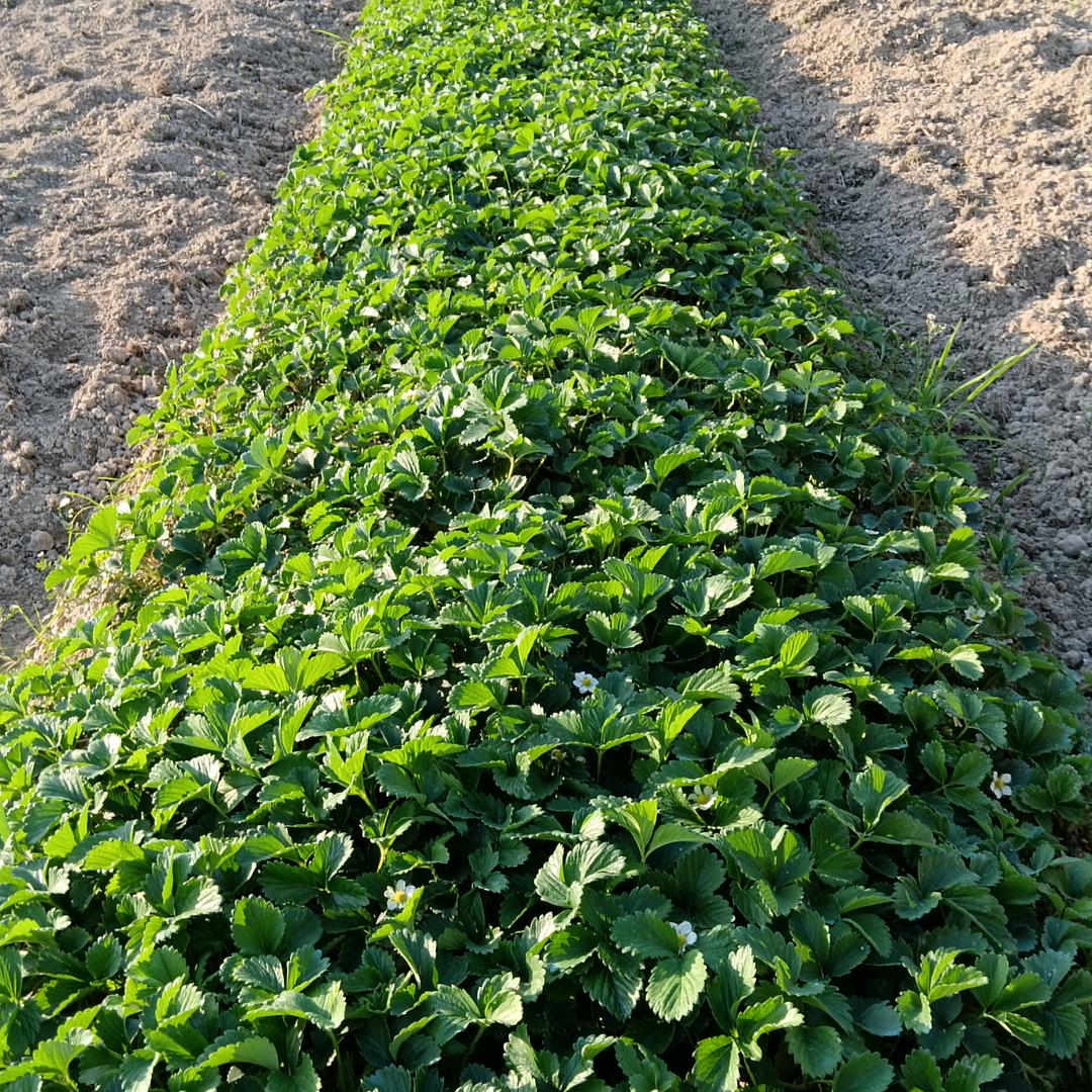 不良人（新农人）