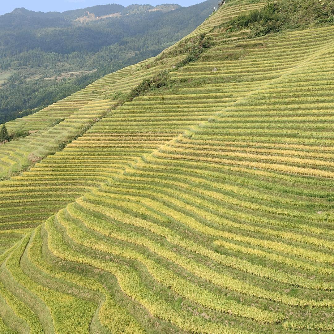 燕紫（☀️729）