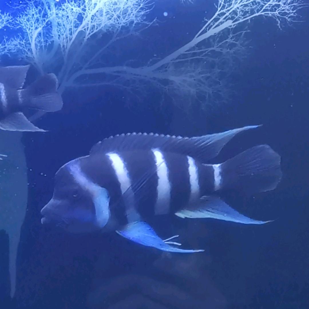 “水手”