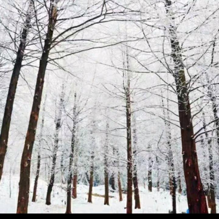 雪原