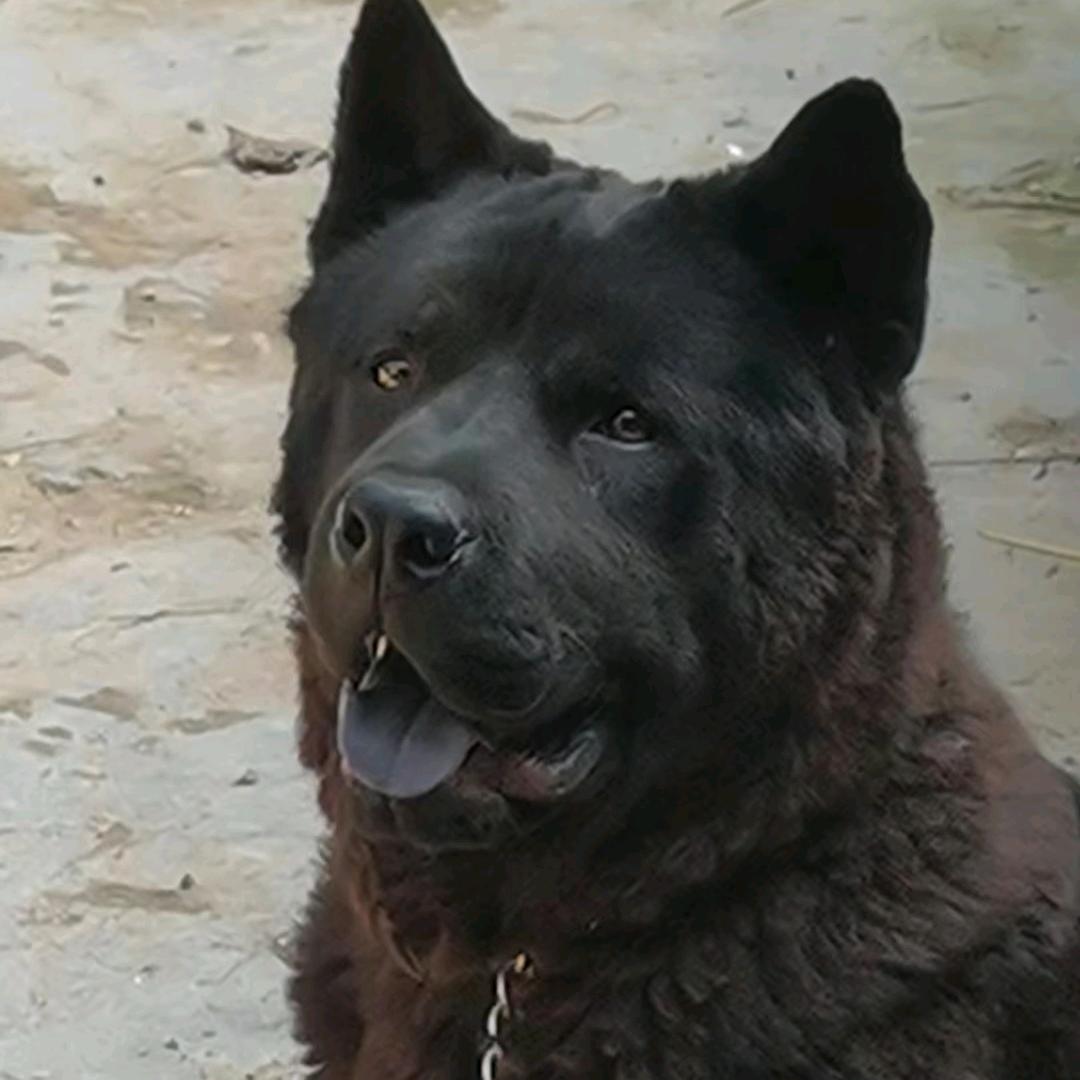 五黑田园犬