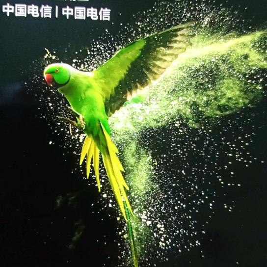 清阳