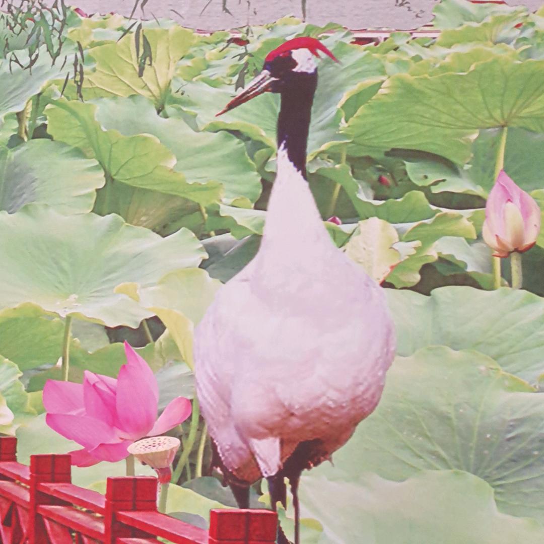 环妹