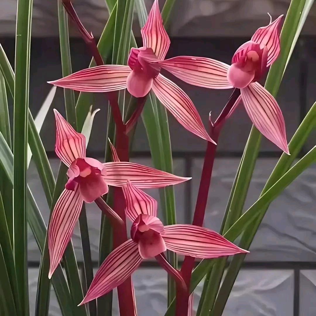 碧血荷影