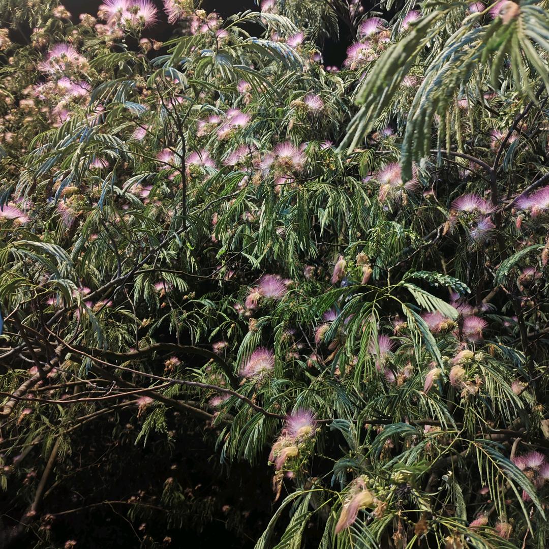 放飞梦想