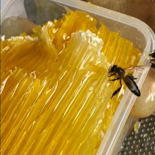 野生蜂蜜户外山珍