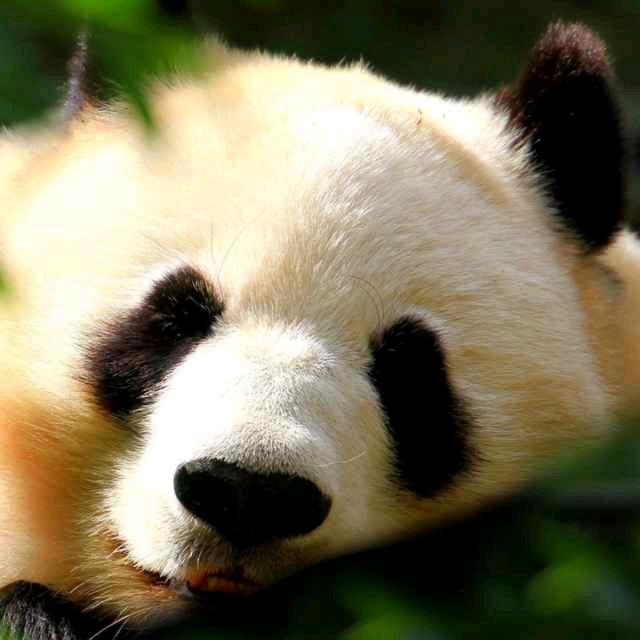 阿正