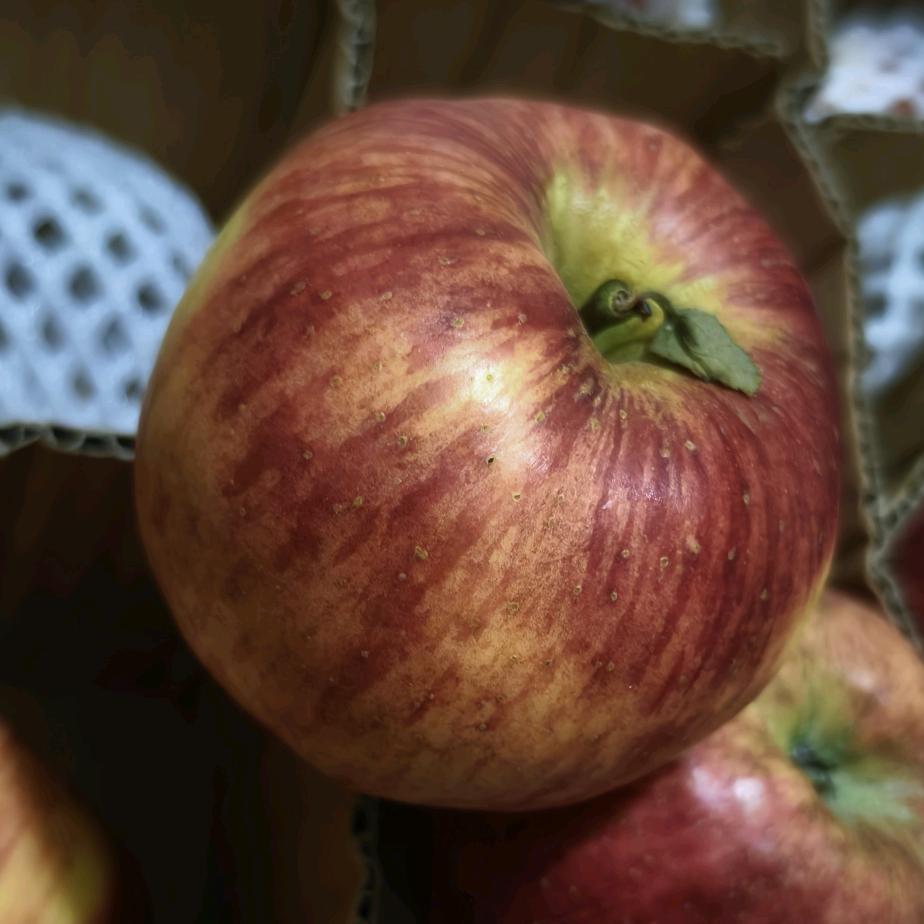 帮爸妈卖苹果🍎的崽（涨粉版）