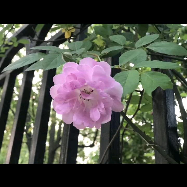 玖月