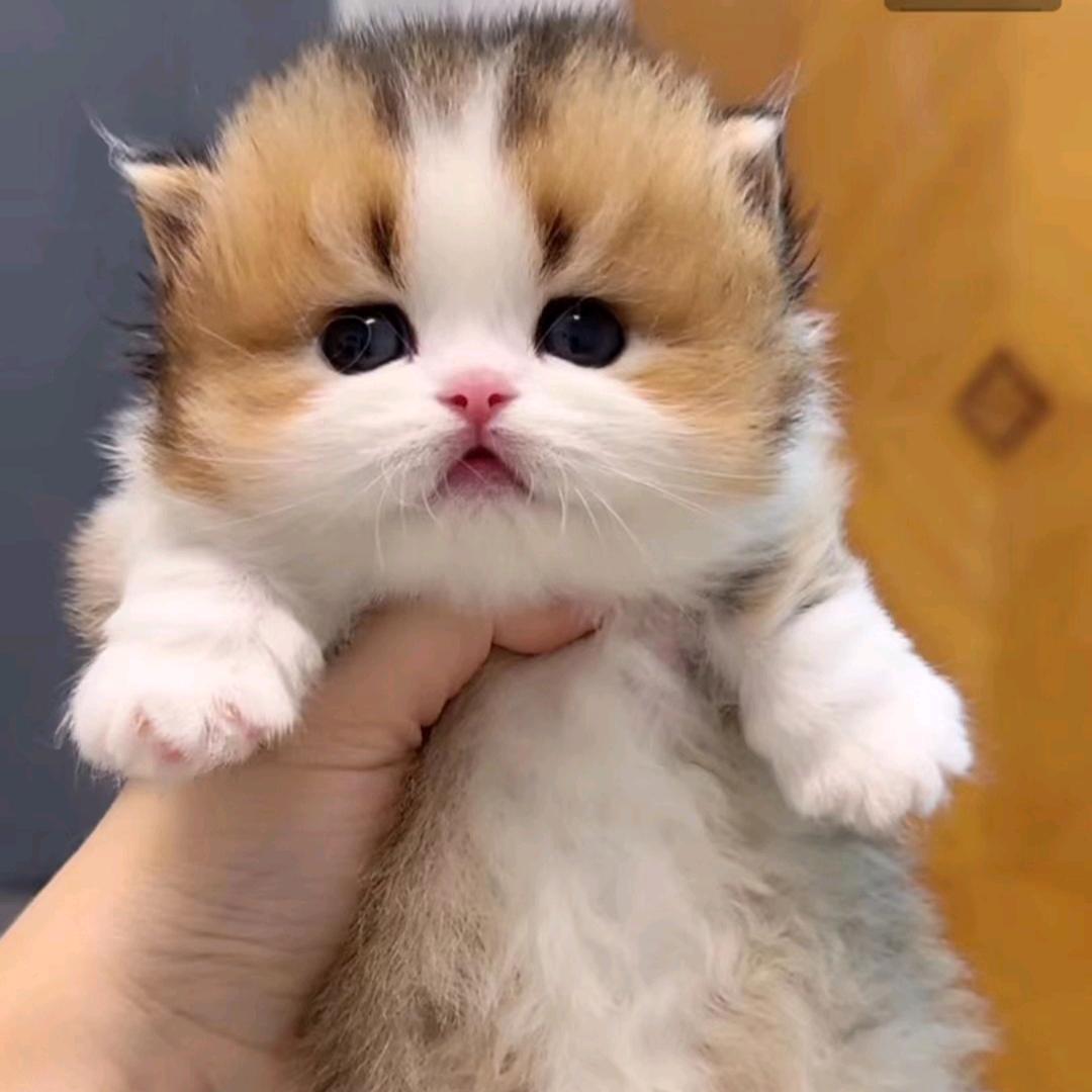 胖猫