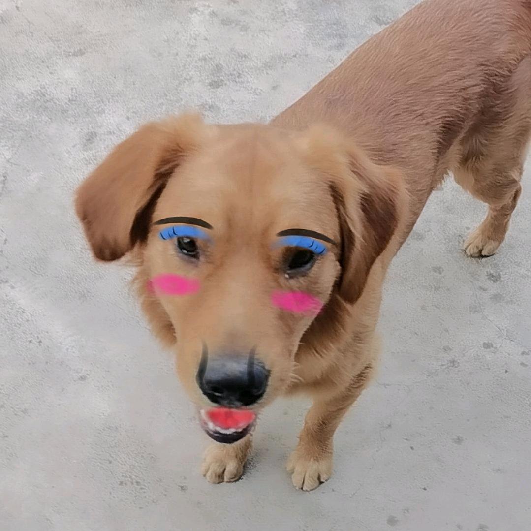 重庆小林面包车批发