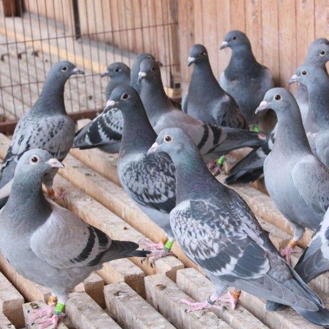 观赏鸽信鸽，活体