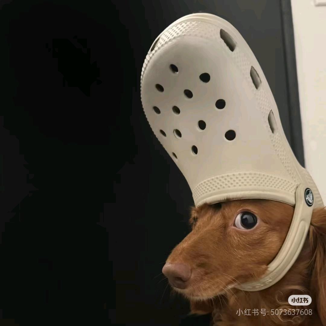 黑大笑草