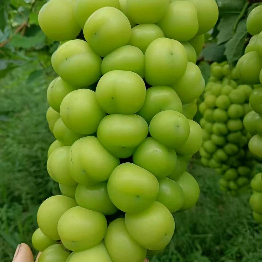 王姐2025.爱您爱吾！加油！