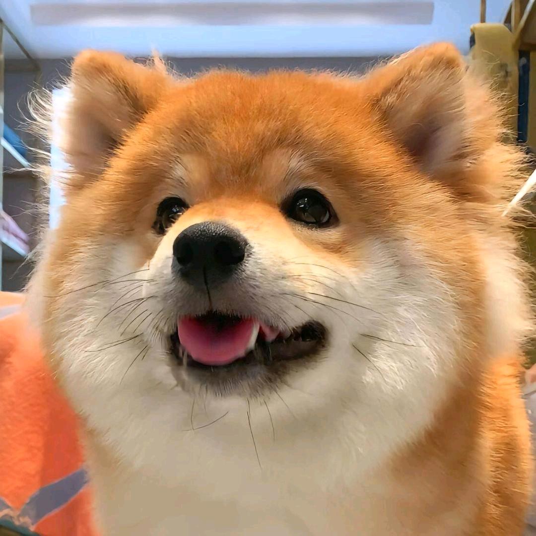 是你们的小狗狗哟。