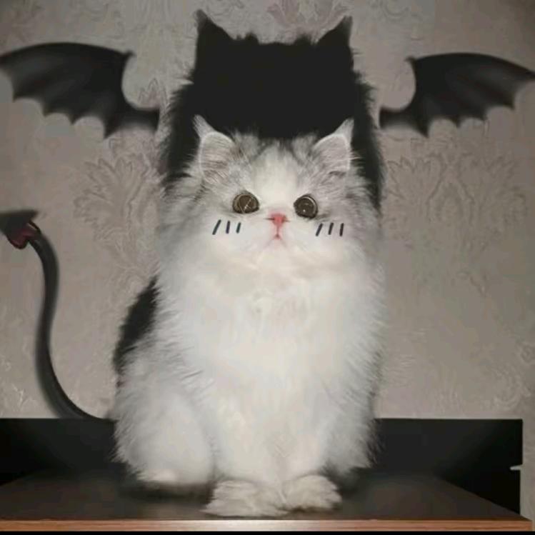 ℋᵅᵖᵖᵞ♡ᵕ̈