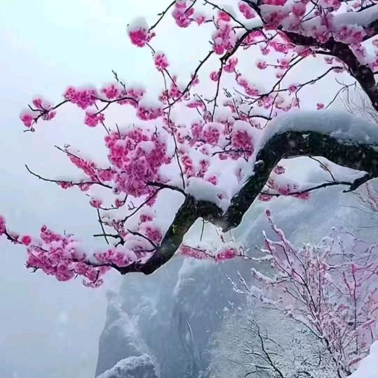 阿敏。