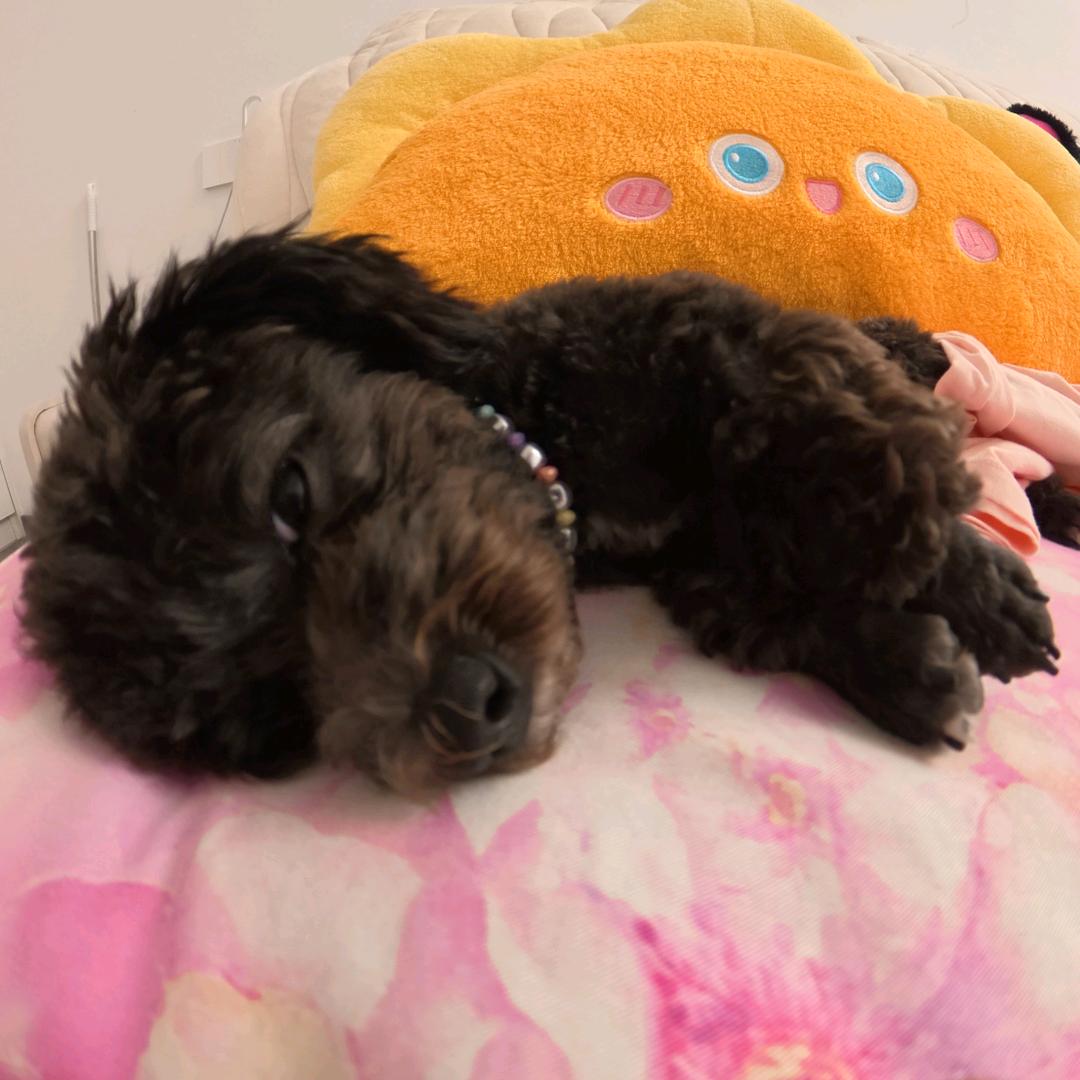 👑点点是个小甜妹🍭