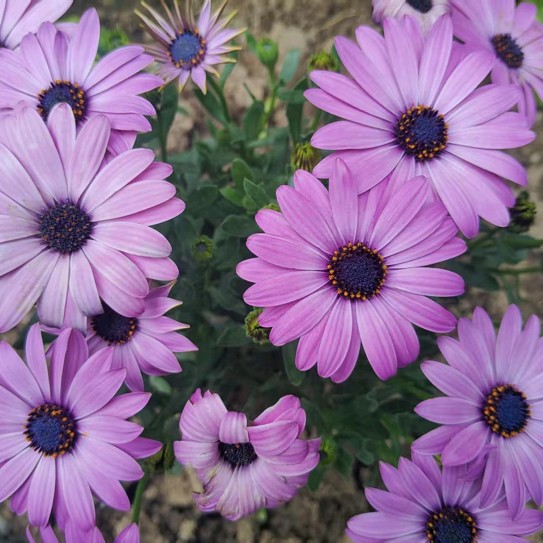芊芊