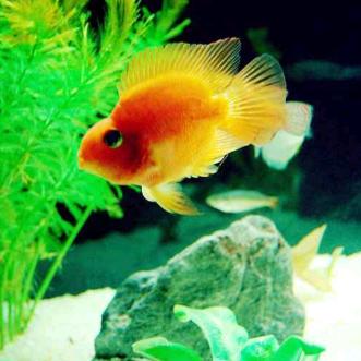 🐟小鱼儿