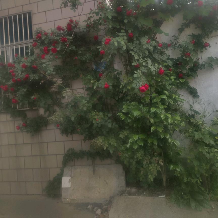 根哥