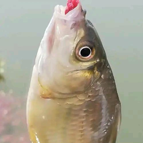 天岐拍电影也钓鱼