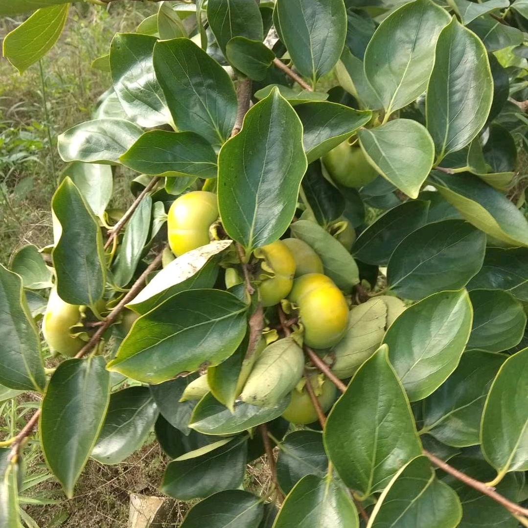 A天上人间富贵花