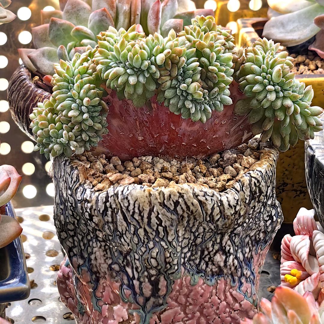 凤橙