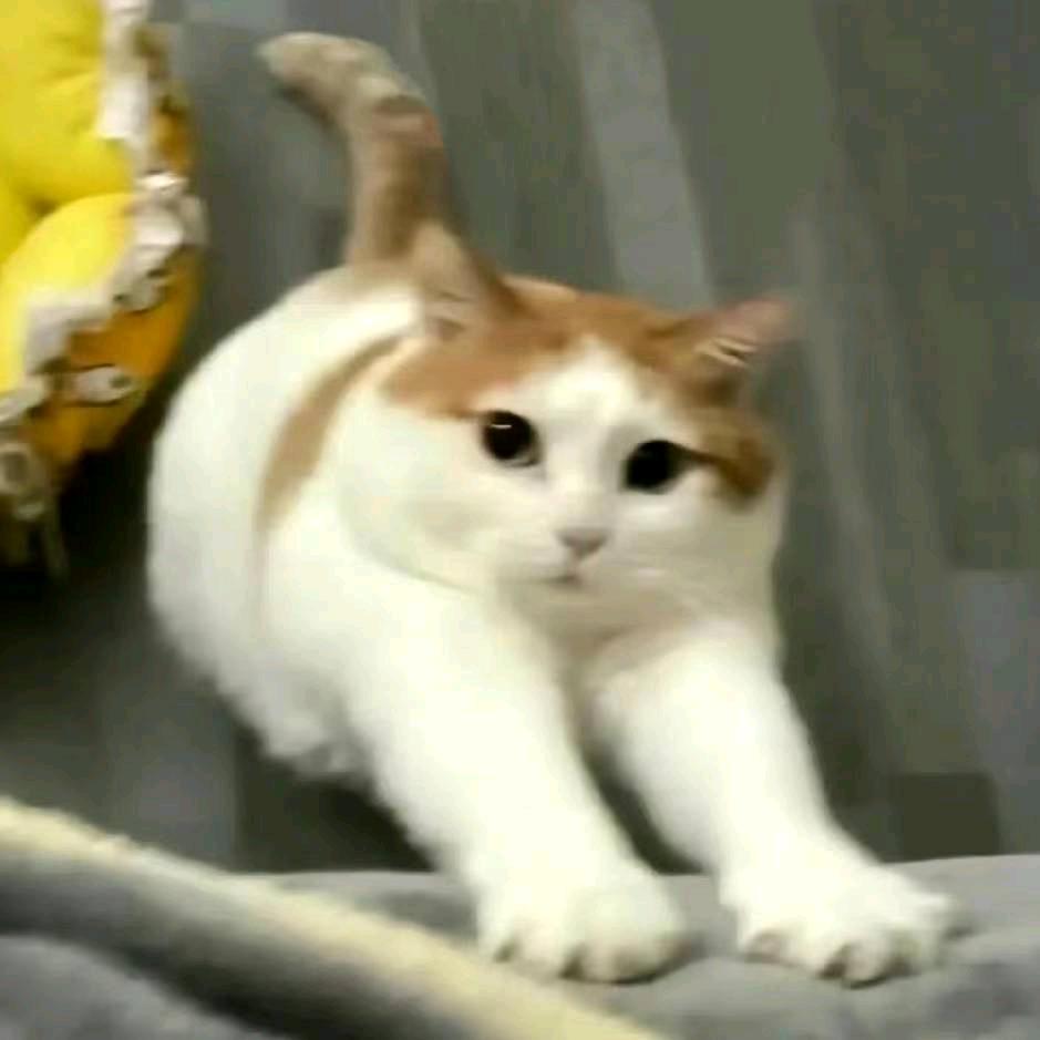 极品耗牛音
