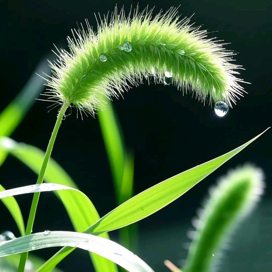 ཚེ་ལྷ་