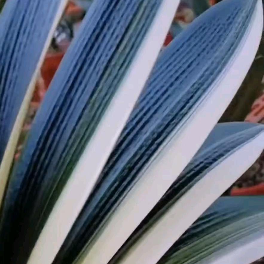 长春花之缘君子兰苑