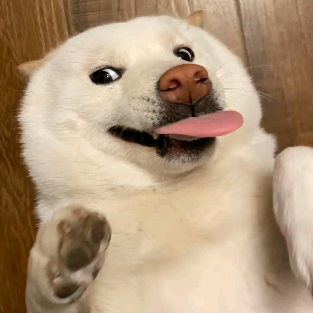 叮咚鸡