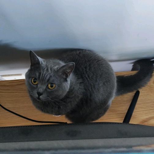 人力飞行器偏执研究员