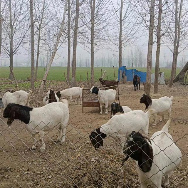 农村羊哥(对外借配)波尔山羊配种站