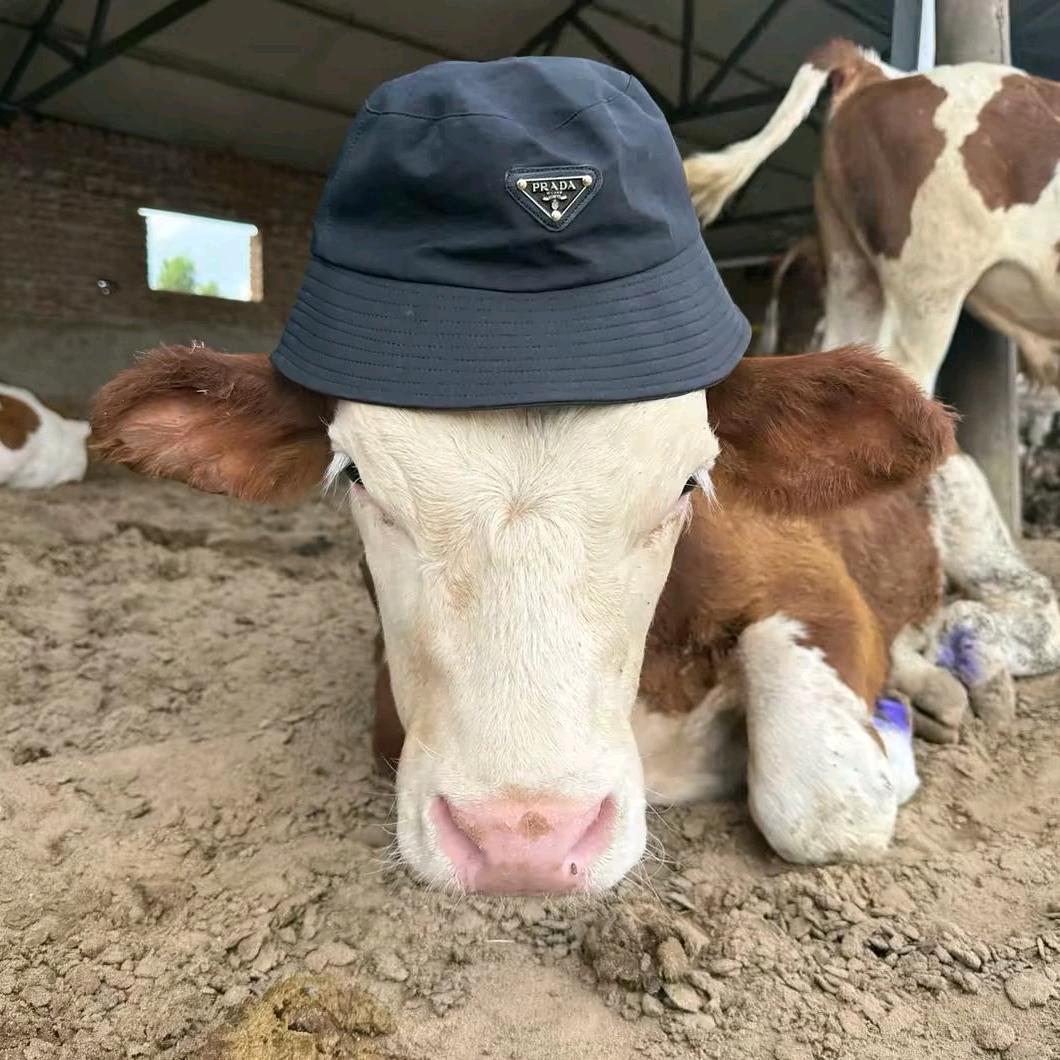 🐃