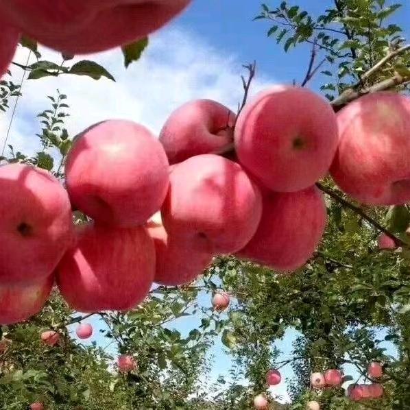 沉默是金🍎🍎余生